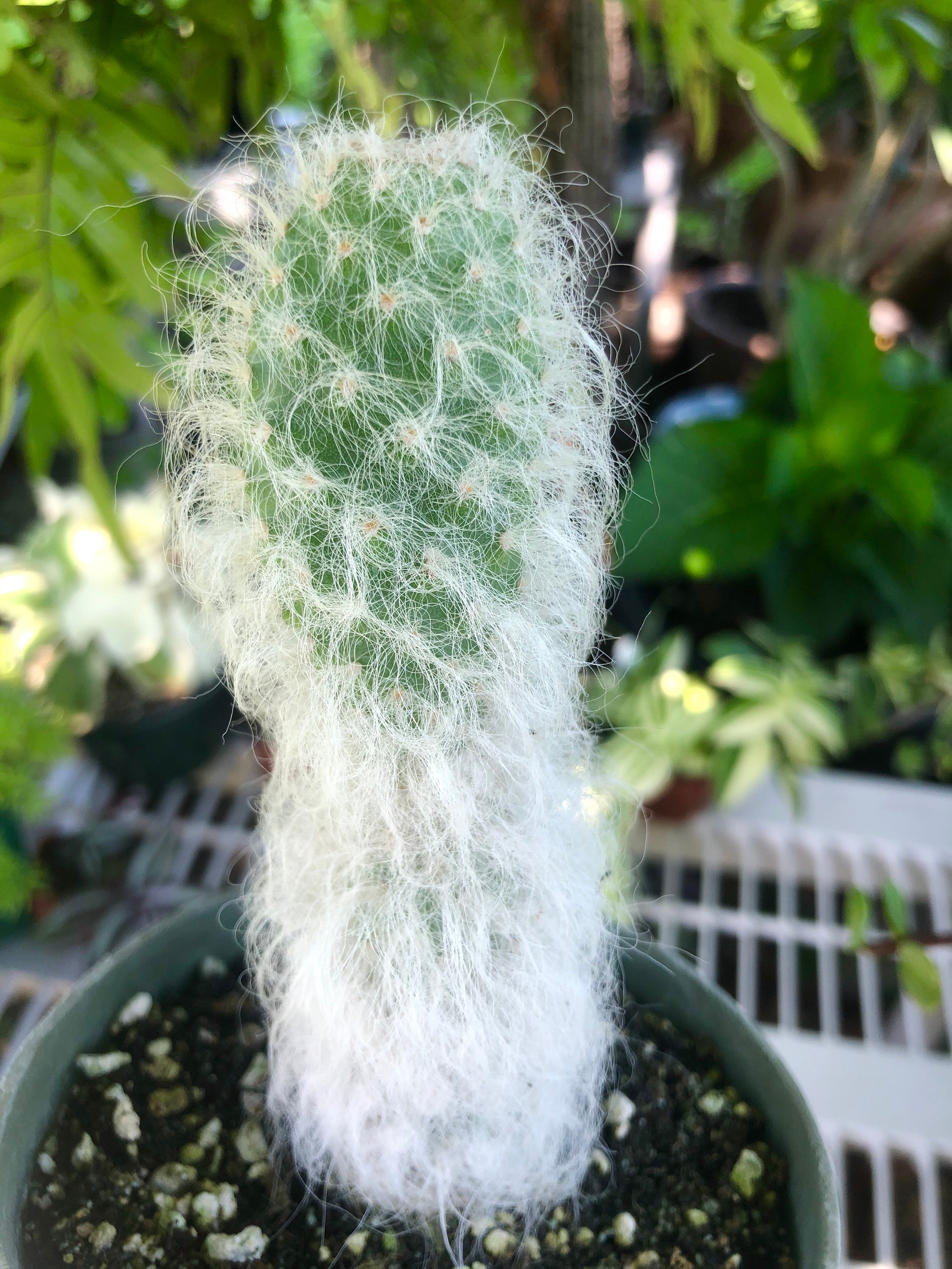 Opuntia Erinacea Ursine Ponytail Snow Hairy Old Man Cactus Etsy