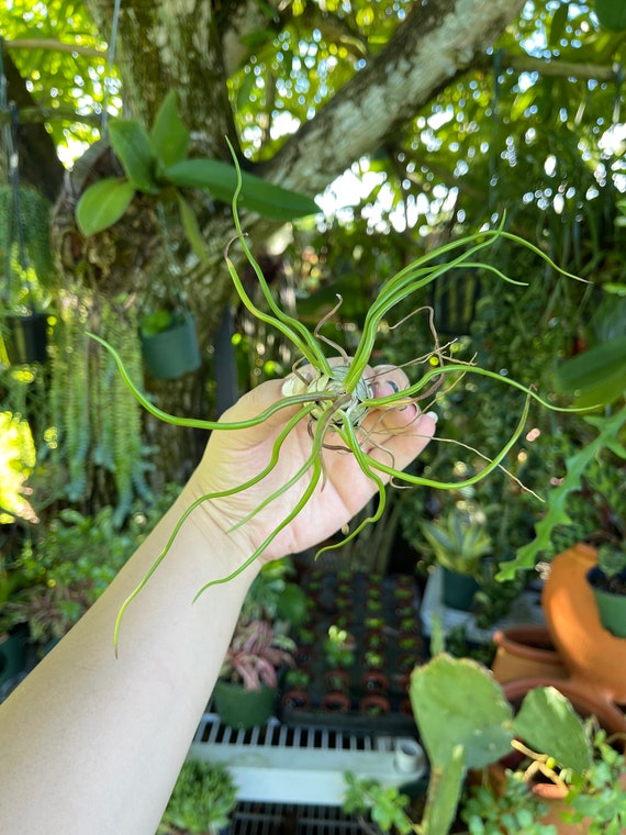 Tillandsia Bulbosa ' Alíen Air Plant ' - Etsy Canada