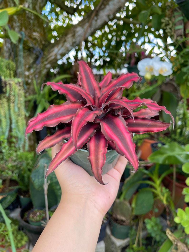 Cryptanthus Earth Star Rare Succulent Live Plant image 3