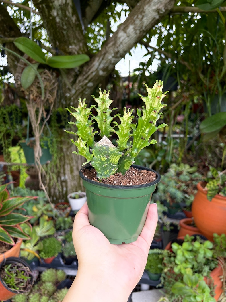 LilyParadiseFlowers Euphorbia Lactea Succulent - Thumbnail 3