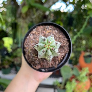 Striped Polaskia Chichipe Cactus Rare Succulent Live Cacti Plant image 7