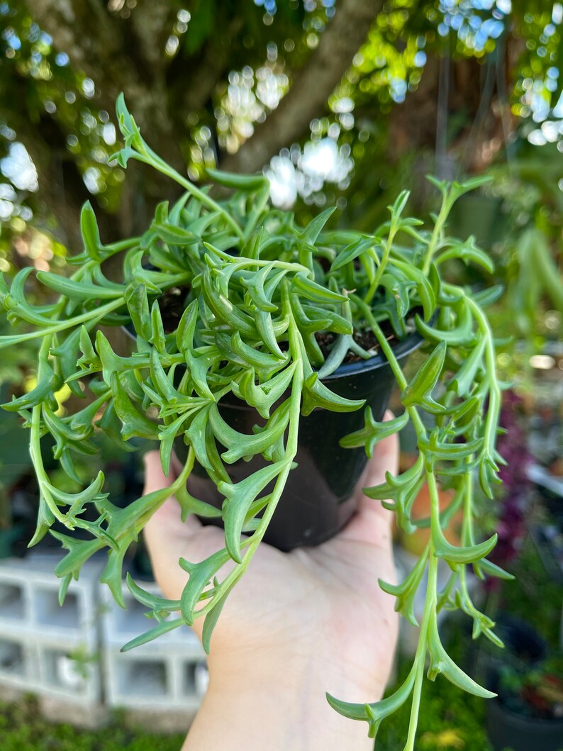 String of Dolphins Senecio Peregrinus Live Plant - Thumbnail 2