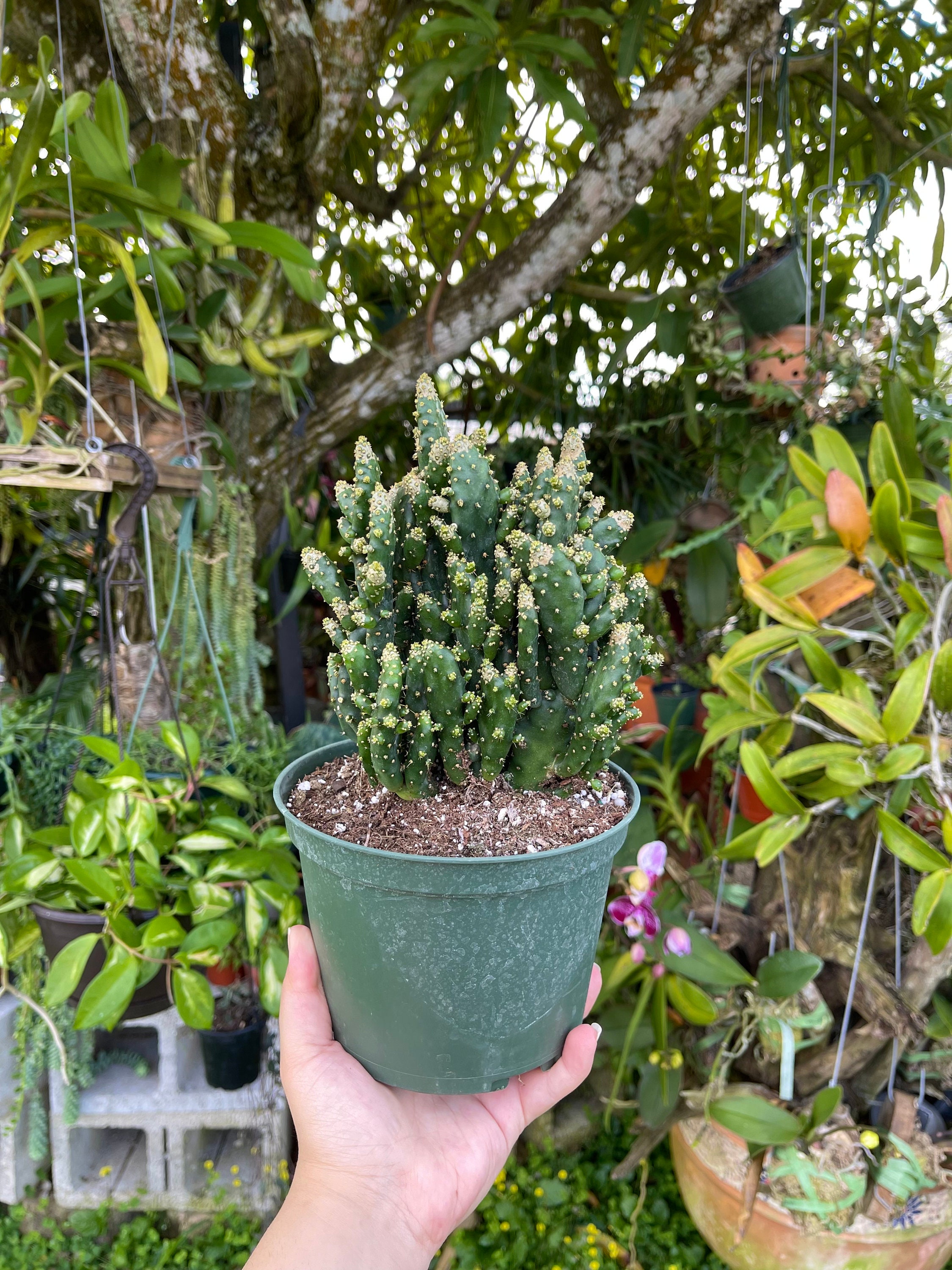 Opuntia Monacantha Monstrose ' Joseph's Coat' Cactus Rare