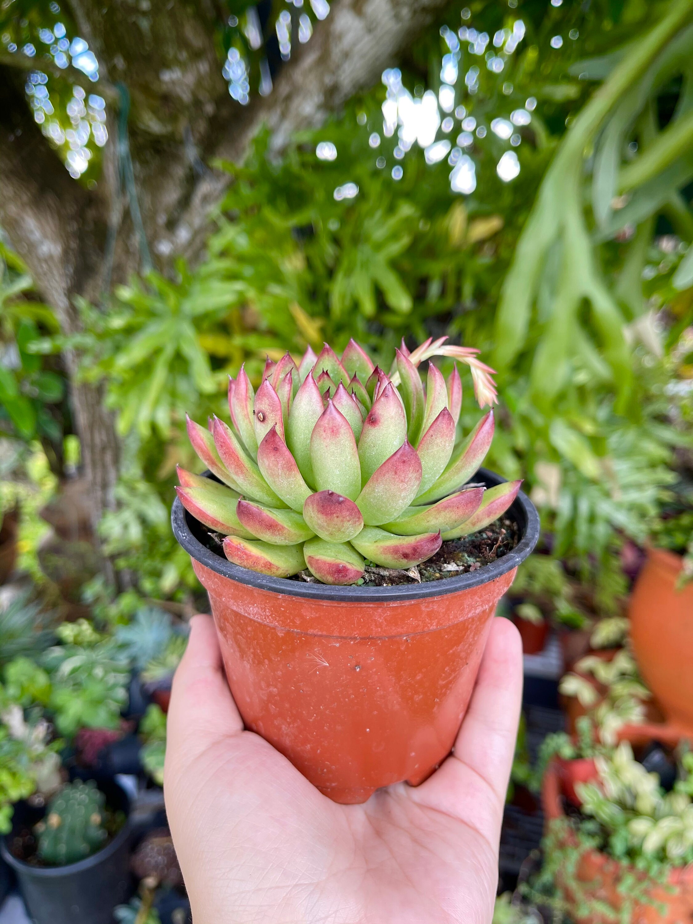 Echeveria Agavoides Cimette Rare Succulent Live Plant - Etsy 日本