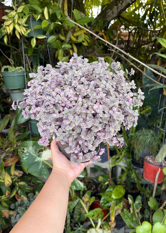 18+ Callisia Repens Care