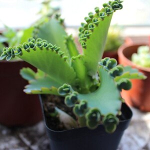 Mère de milliers de millions de personnes, Kalanchoe Daigremontiana Mexican Hat, plante vivante succulente rare image 4
