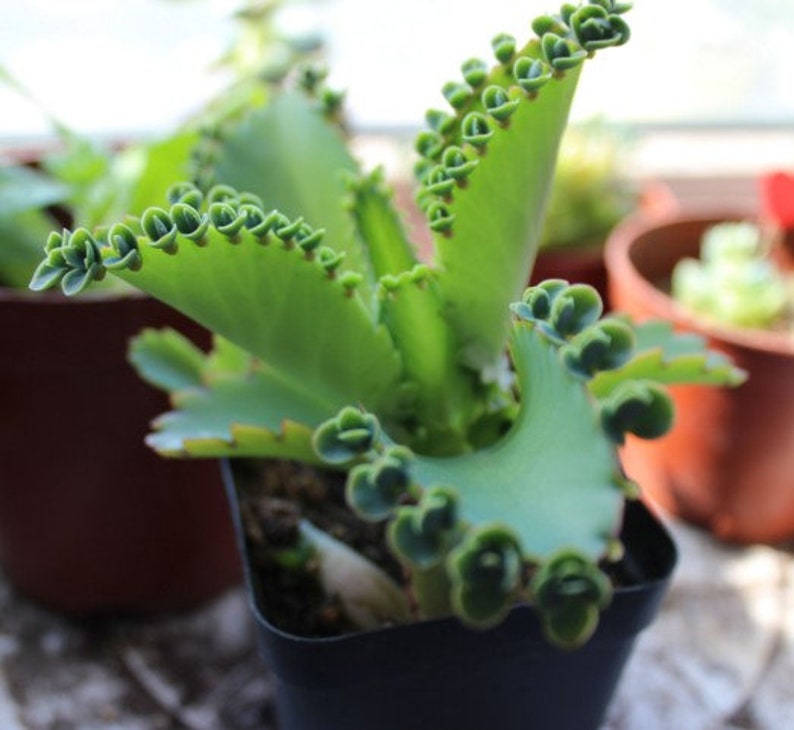 Mère de milliers de millions de personnes, Kalanchoe Daigremontiana Mexican Hat, plante vivante succulente rare image 4