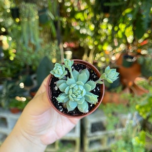 2 Graptopetalum Macdougallii Rare Succulent Live Plant image 3