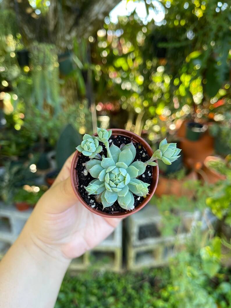 2 Graptopetalum Macdougallii Rare Succulent Live Plant image 3