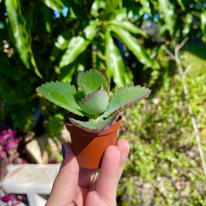 Mère de milliers de millions de personnes, Kalanchoe Daigremontiana Mexican Hat, plante vivante succulente rare image 5