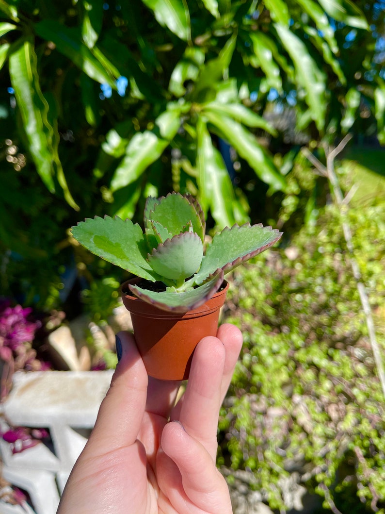 Mère de milliers de millions de personnes, Kalanchoe Daigremontiana Mexican Hat, plante vivante succulente rare image 5