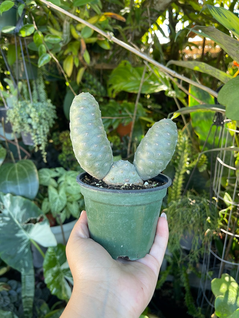 LilyParadiseFlowers Tephrocactus Articulatus Pine Cone Cactus - Thumbnail 4