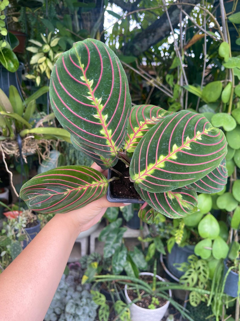 LilyParadiseFlowers Maranta Leuconeura Prayer Plant - Thumbnail 4