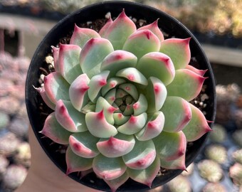Echeveria Colorata 'mexican Giant' Rare Succulent Live Plant - Etsy