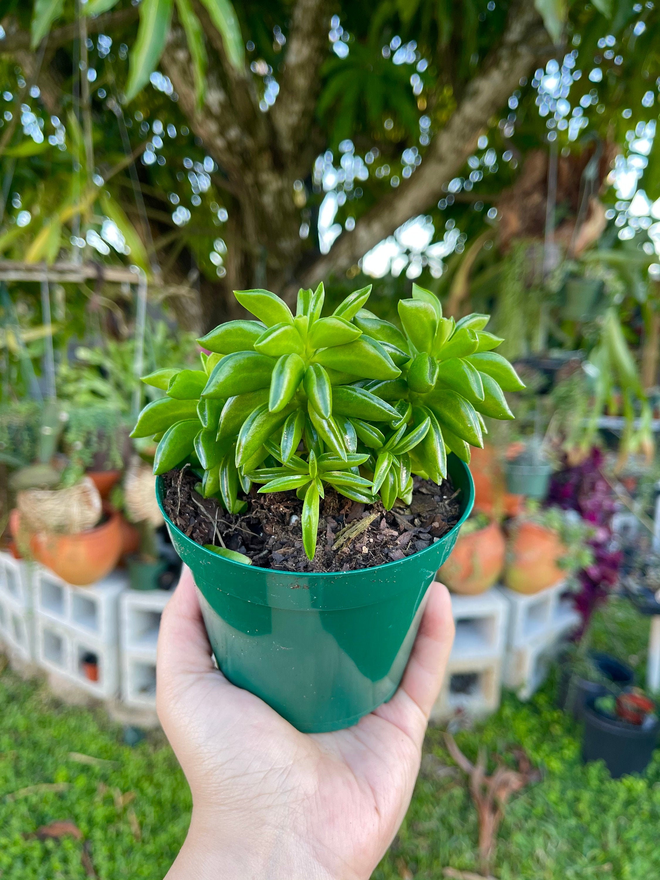 Peperomia Axillaris Prayer Plant Rare Succulent Live Plant