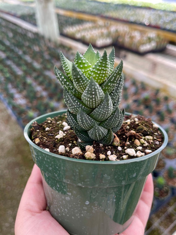 purple succulent plants Live Vertical Leaf Senecio Purple