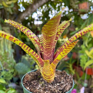 Neoregelia Yellow Stripe Rare Bromeliad Live Plant image 4