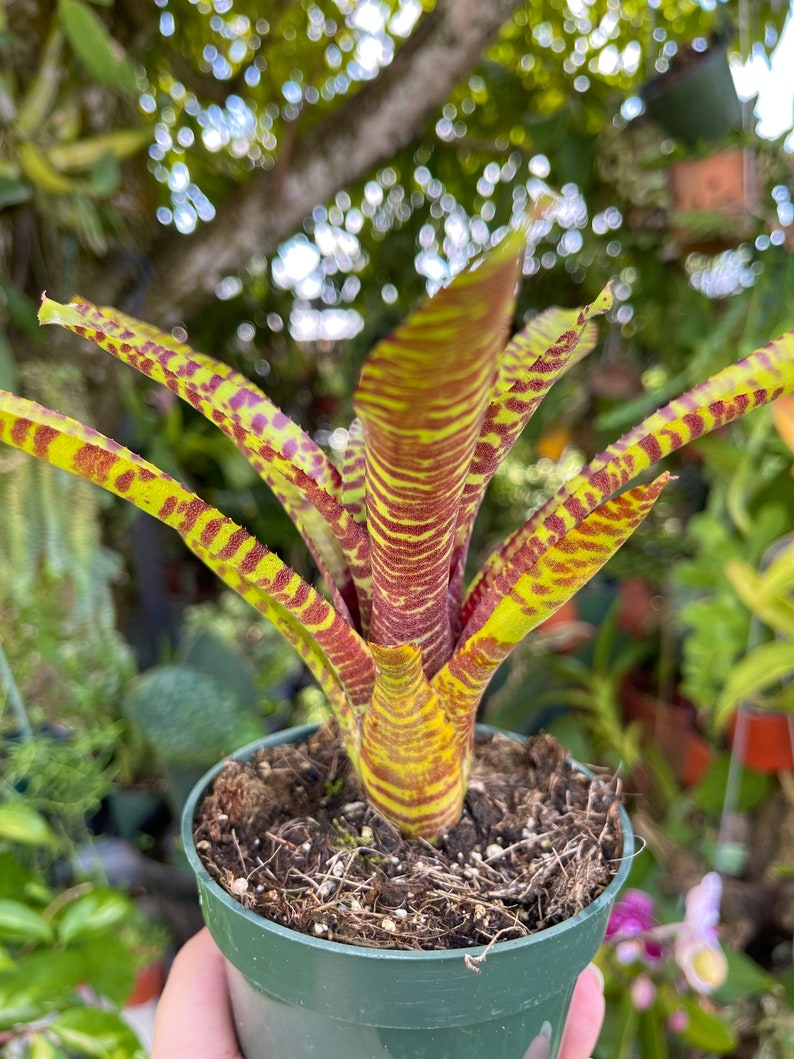 Neoregelia Yellow Stripe Rare Bromeliad Live Plant image 4