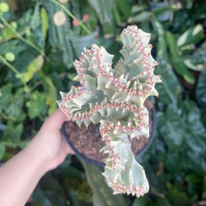 6 Euphorbia Lactea Cristata White Coral Cactus Rare Succulent Live Plant image 6