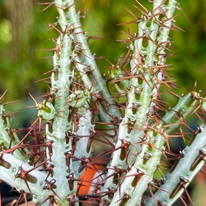 Euphorbia Aeruginosa Rare Succulent Live Cacti Plant 画像 2