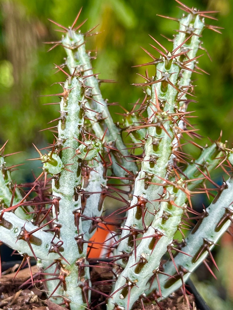 Euphorbia Aeruginosa Rare Succulent Live Cacti Plant 画像 2