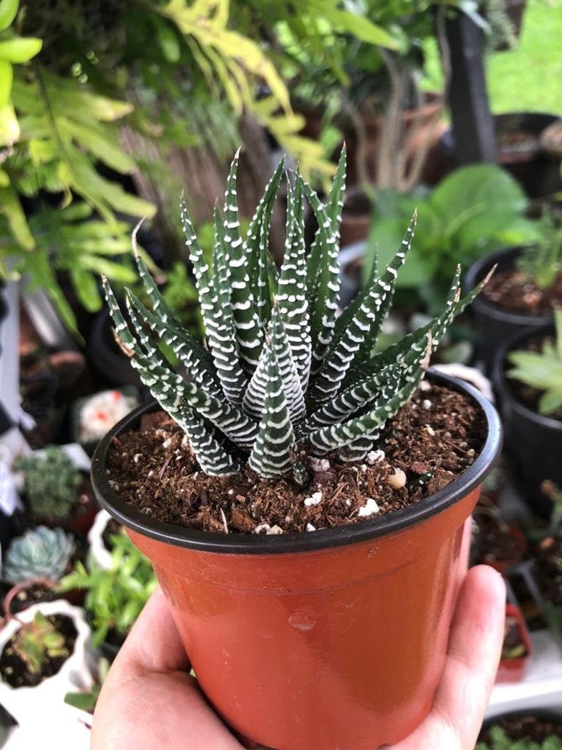 Zebra Haworthia Fasciata Rare Succulent Live Plant image 1