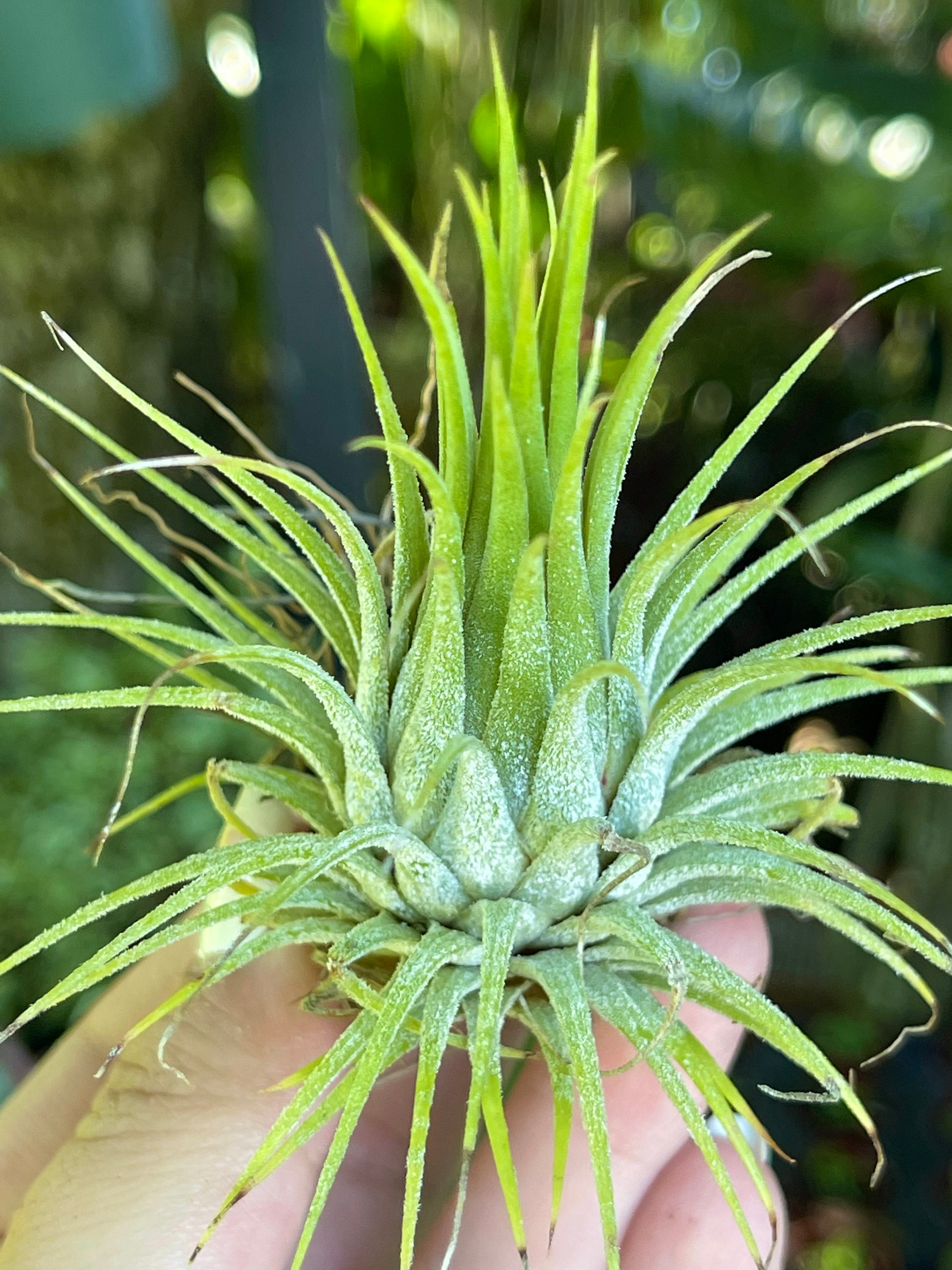 Tillandsia Ionantha Live Air Plant Etsy