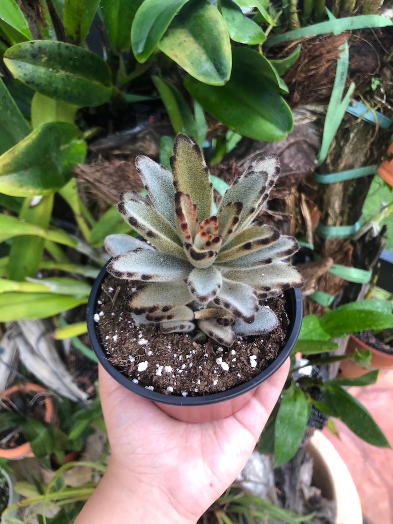 LilyParadiseFlowers Kalanchoe Tormentosa Succulent - Thumbnail 3