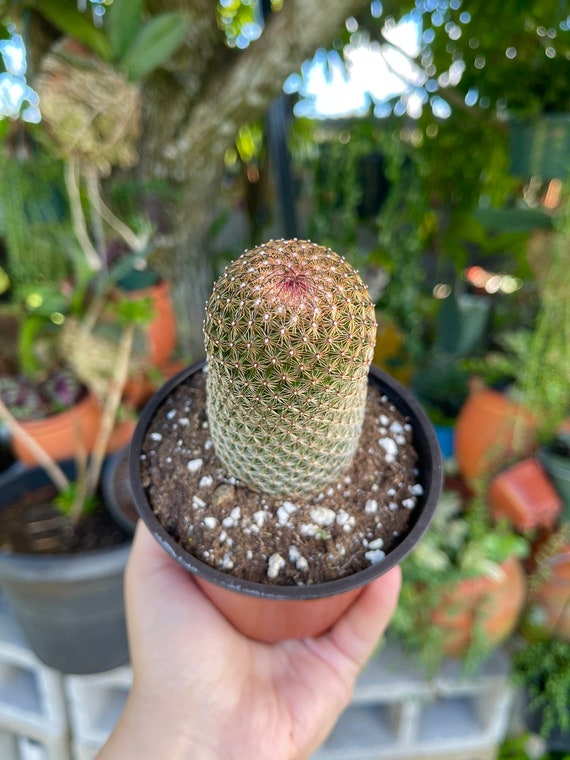 Mammillaria Matudae Cactus Rare Succulent Live Cacti Plant - Etsy Hong Kong