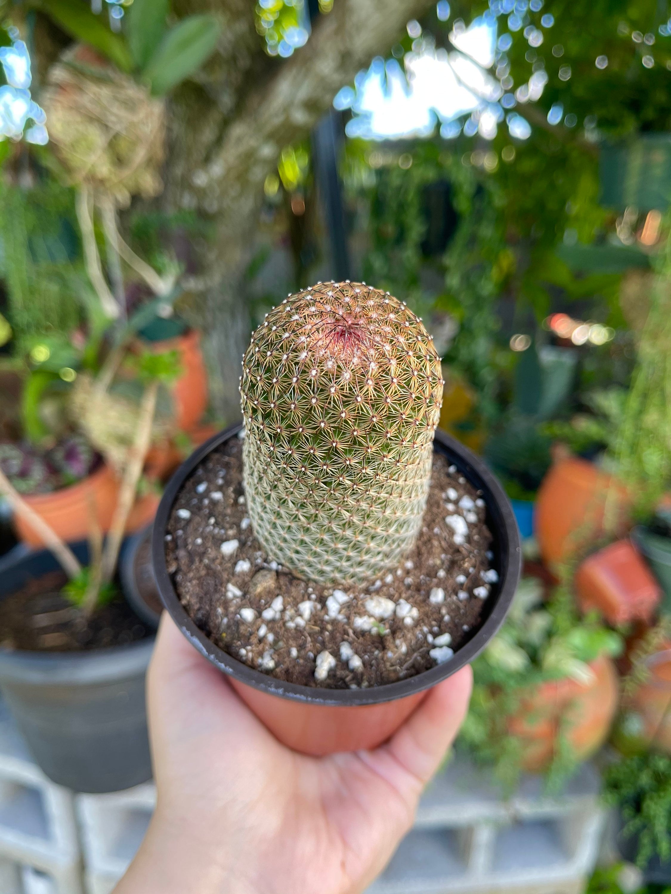 Mammillaria Matudae Cactus Rare Succulent Live Cacti Plant - Etsy