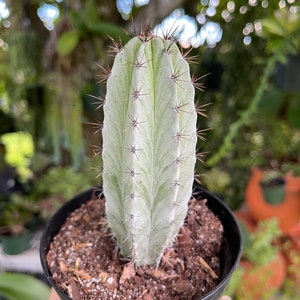 Striped Polaskia Chichipe Cactus Rare Succulent Live Cacti Plant image 3