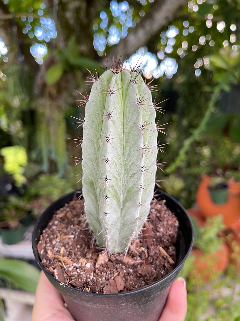 Striped Polaskia Chichipe Cactus Rare Succulent Live Cacti Plant image 3