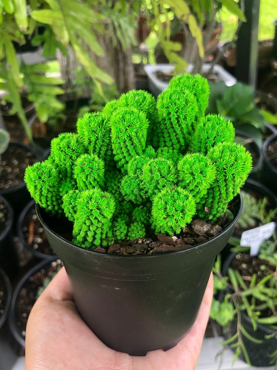 Bright Green Desert Gems Cacti Rare Succulent Live Cactus Etsy