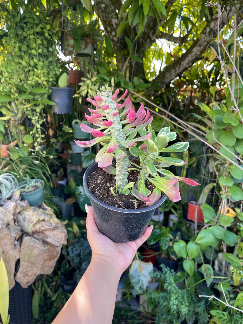 6 Euphorbia Monadenium Stapelioides F. Variegata Rare Succulent Live Plant image 1