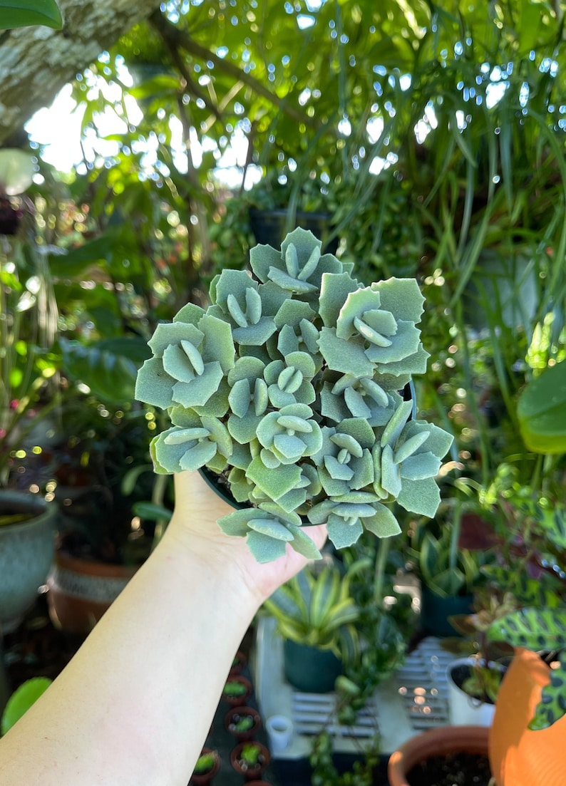LilyParadiseFlowers Kalanchoe Millotii Succulent - Thumbnail 5