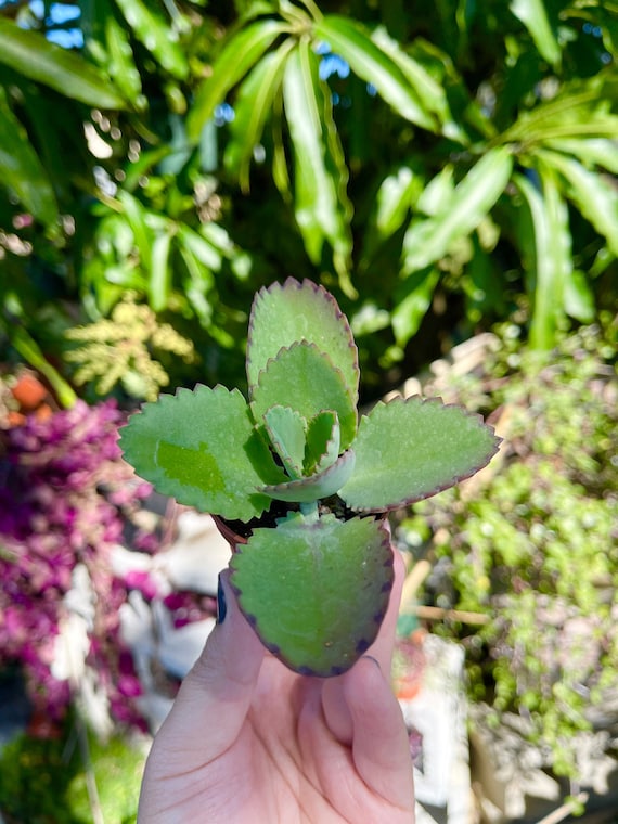 Mother Of Thousands Millions Kalanchoe Daigremontiana Mexican Hat Rare Succulent Live Plant