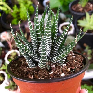 Zebra Haworthia Fasciata Rare Succulent Live Plant image 4