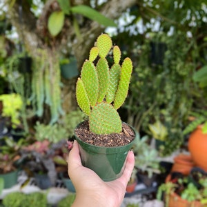 Opuntia Rufiada Cinnamon Bunny Cactus Rare Succulent Live Plant zdjęcie 2