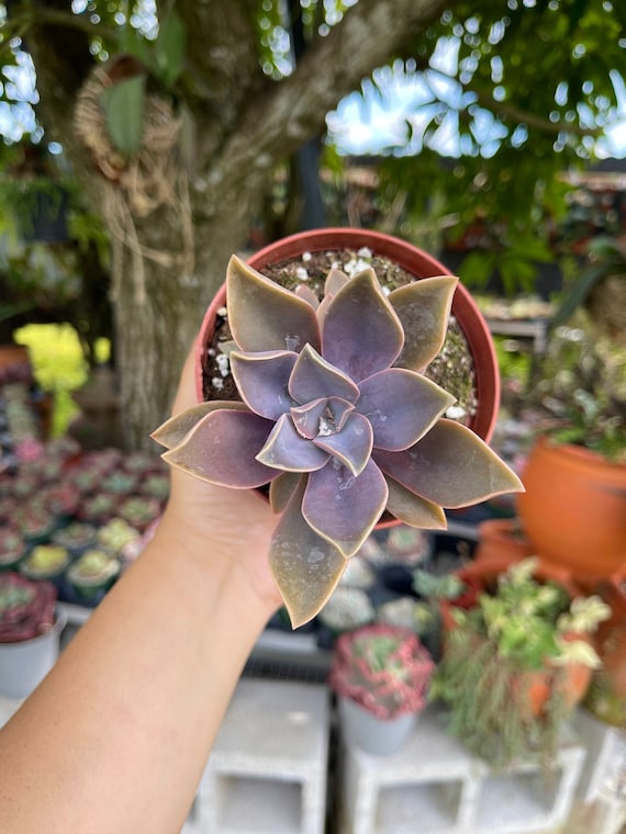 Graptoveria Fred Ives Rare Succulent Live Plant - Etsy