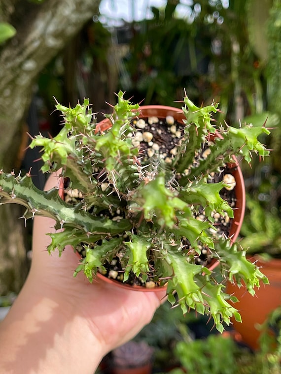 Euphorbia Knuthii Cactus Rare Succulent Live Cacti Plant - Etsy