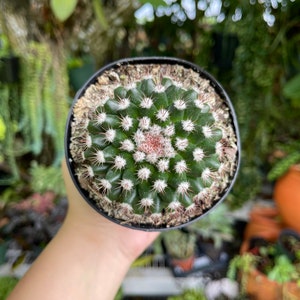 Mammillaria Mammillaris Woolly Nipple Cactus Rare Live Cacti Plant image 5