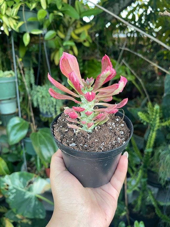 saatgut kruter Saatgut Rose
