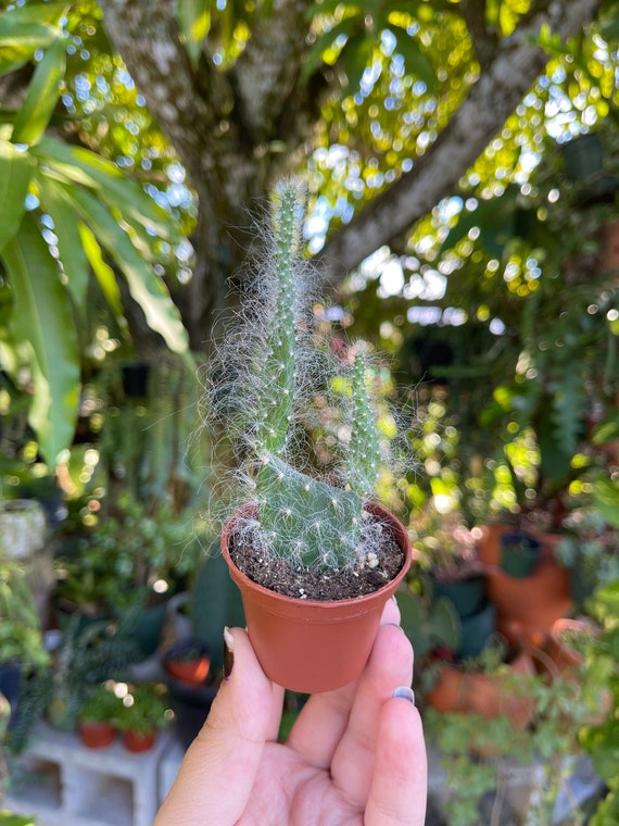 Rare Hairy Old Man Cactus: 2 Opuntia Erinacea Live Plant - Etsy sterreich