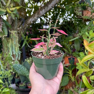 Pedilanthus Tithymaloides Variegated Pink Devils Backbone Rare Succulent Live Plant image 6