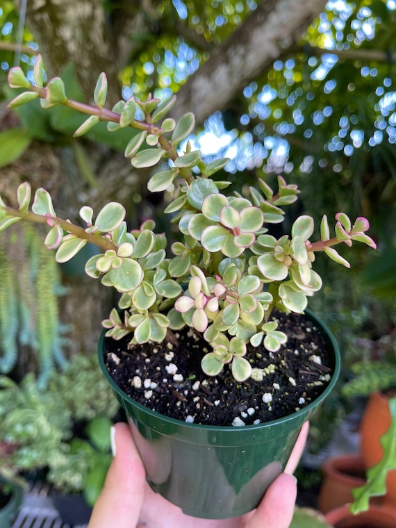 Variegated Rainbow Elephant Bush Portulacaria Afra Rare Succulent Live Plant  - Etsy