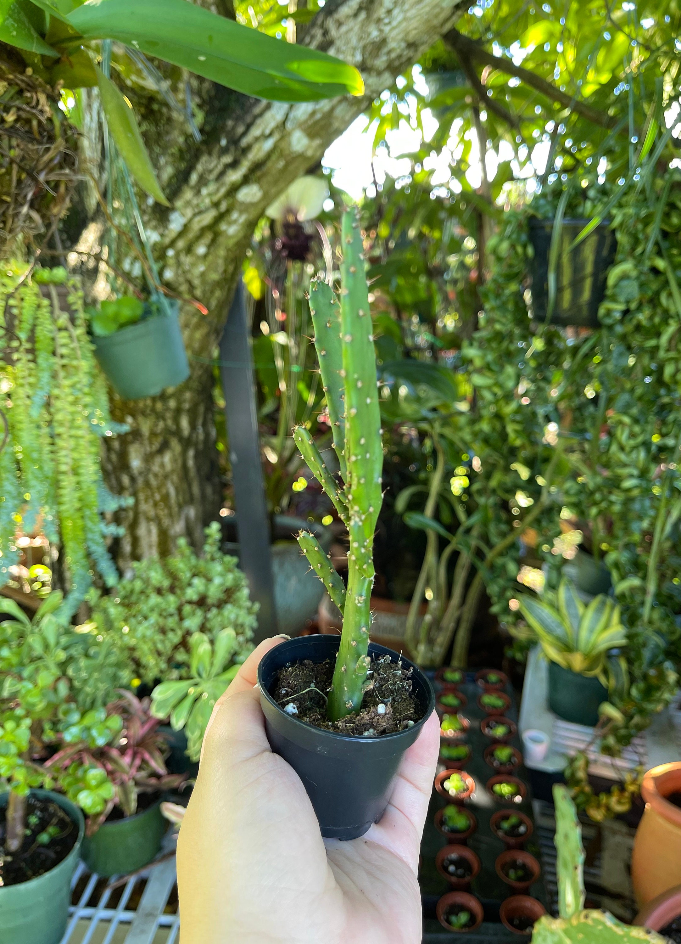 Opuntia Monacantha Maverick Cactus Rare Succulent Live Etsy