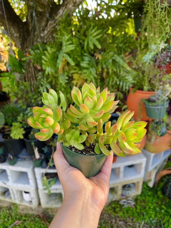 Sedum Adolphi Golden Glow Rare Succulent Live Plant - Etsy