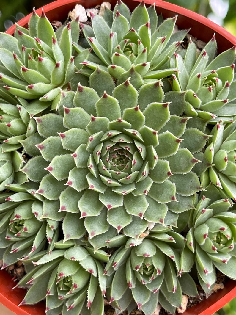 Sempervivum Calcareum Red Tip Rare Succulent Live Plant image 7