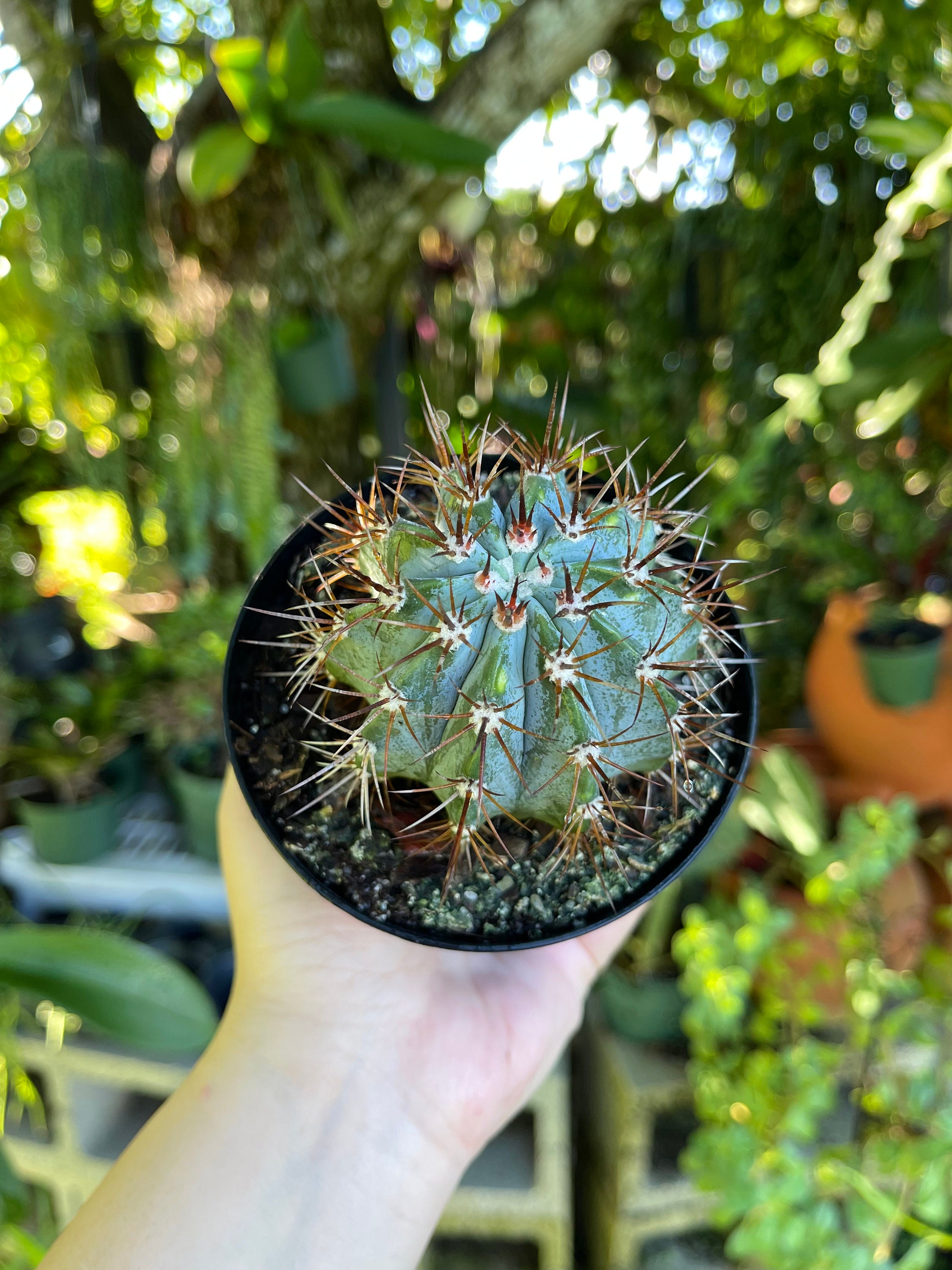Blue Melocactus Glaucescens Azureus Cactus Rare Succulent Live