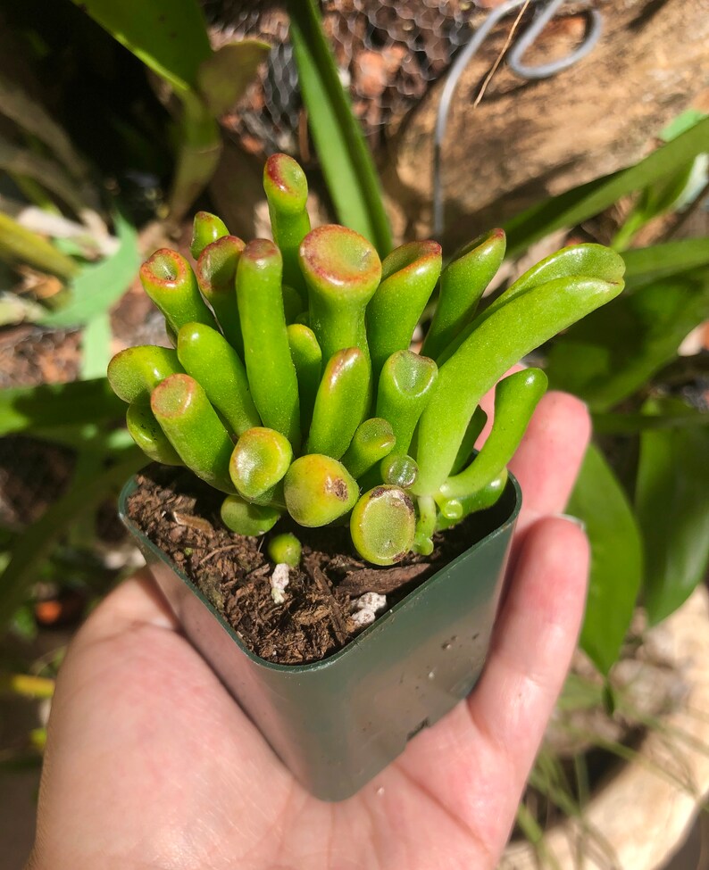 Crassula Ovata ETs Fingers Jade Rare Succulent Live Plant